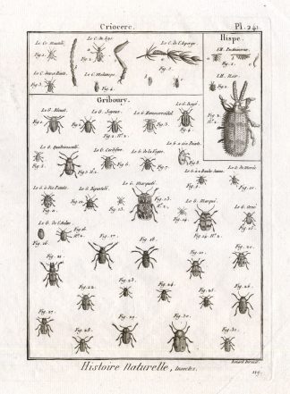 Antique Print-LEAF BEETLES-CRIOCERIS-Pl. 241-Panckoucke-1797