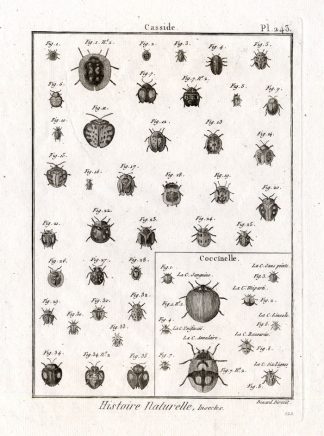 Antique Print-TORTOISE-LADYBUG-BEETLES-Panckoucke-1797