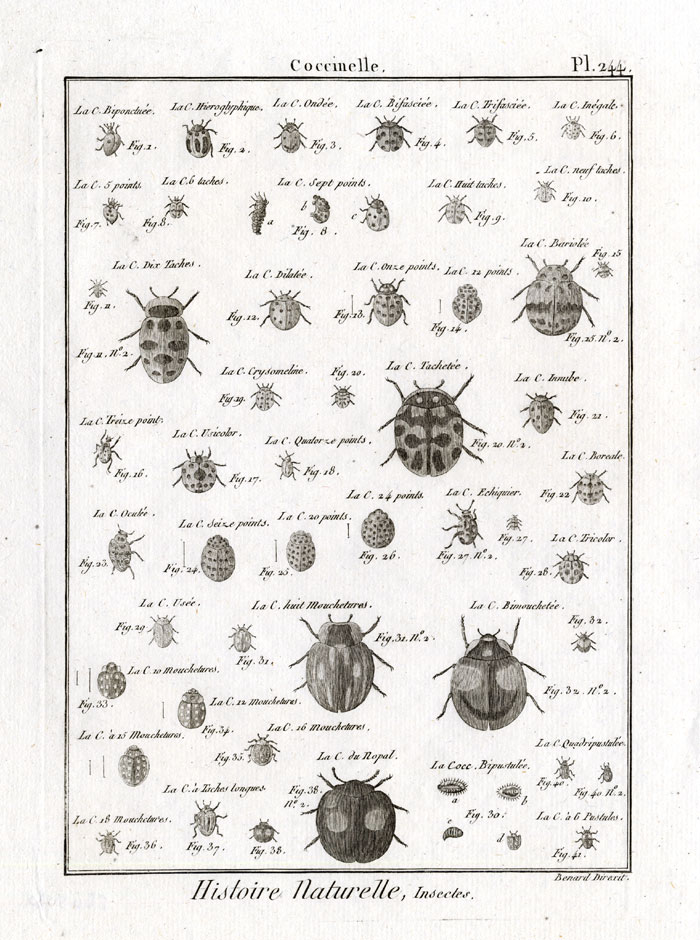 , Antique Print-LADYBUG-BEETLES-Panckoucke-1797, Pictura Antique Prints