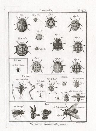Antique Print-LADYBUG-EARWIG-BEETLES-Panckoucke-1797