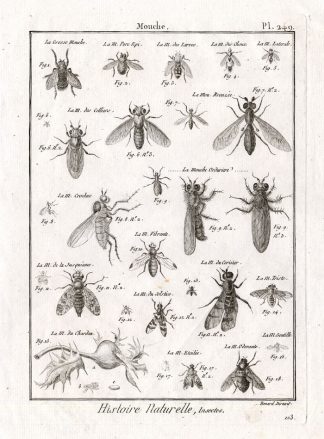 Antique Print-FLY-FLIES-Panckoucke-1797