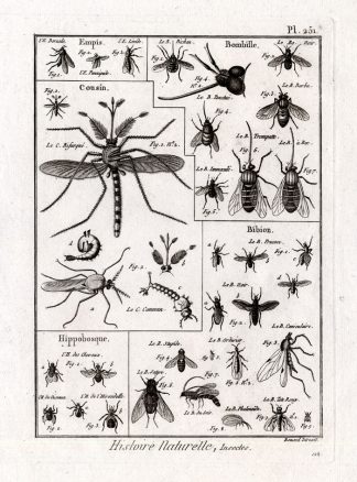 Antique Print-LOVEBUGS-FLY-FLIES-KEDS-Panckoucke-1797