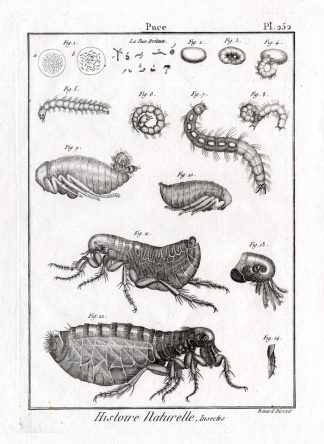 Antique Print-FLEA-Panckoucke-1797