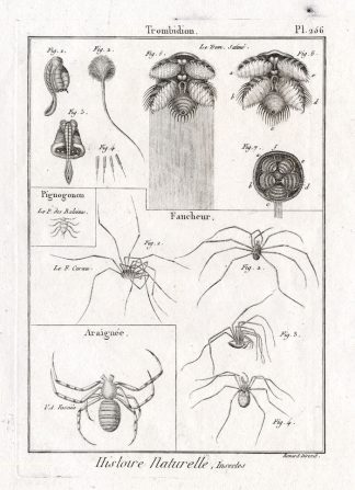 Antique Print-WASP SPIDER-VELVET MITE-Panckoucke-1797