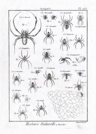 Antique Print-ARRAIGNEE-SPIDERS-Panckoucke-1797