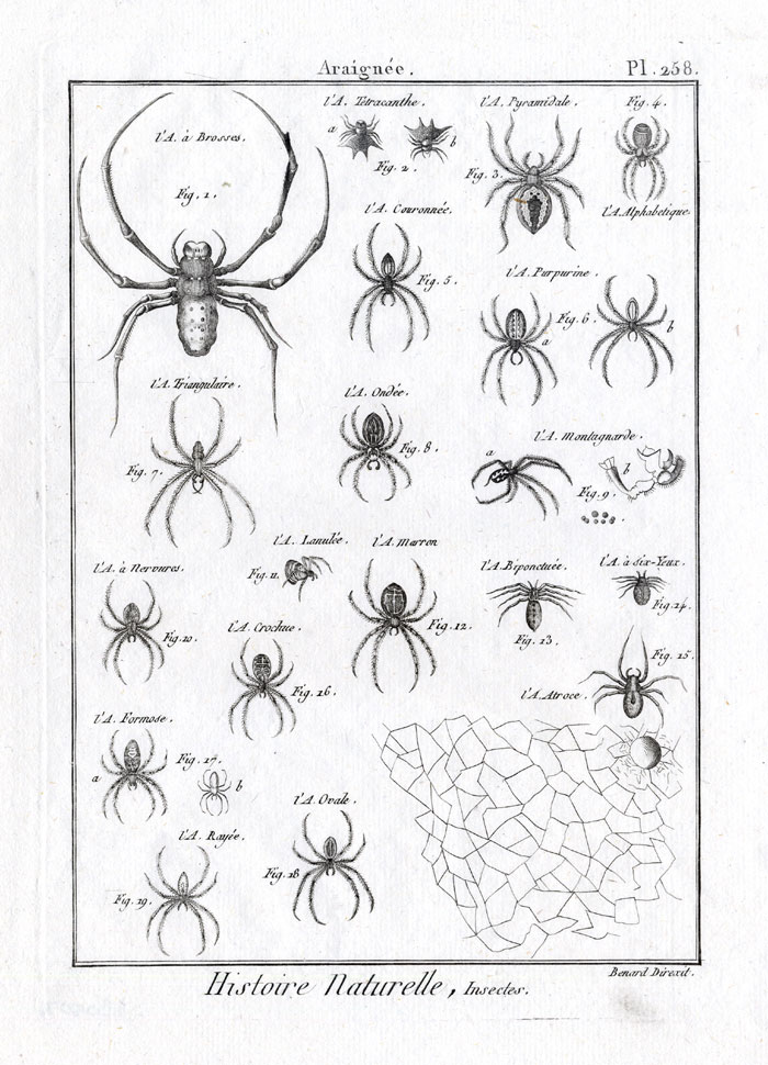 , Antique Print-ARRAIGNEE-SPIDERS-Panckoucke-1797, Pictura Antique Prints