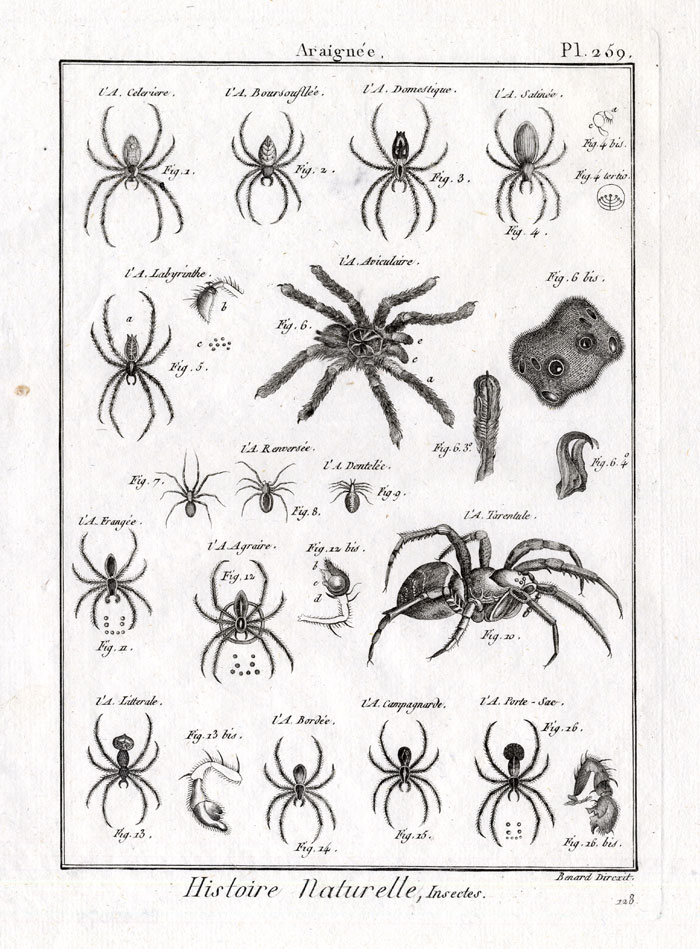 , Antique Print-TARANTULA-SPIDER-Panckoucke-1797, Pictura Antique Prints
