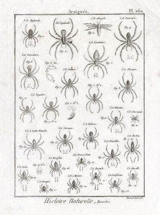 Antique Print-SPIDERS-SPIDER-Panckoucke-1797