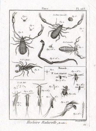 Antique Print-SCORPION-MONOCLE-Panckoucke-1797