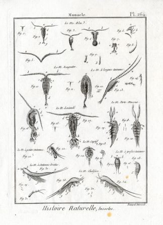 Antique Insect Print-MONOCLE-Panckoucke-1797