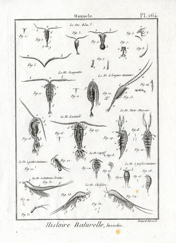 , Antique Insect Print-MONOCLE-Panckoucke-1797, Pictura Antique Prints