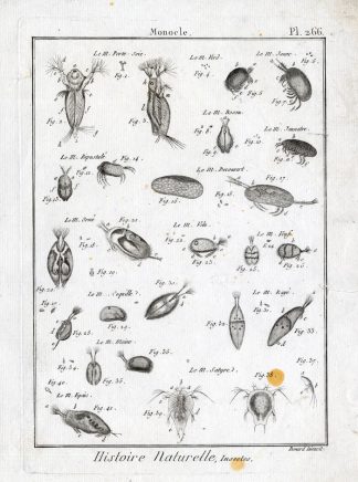 Antique Insects Print-MONOCLE-Panckoucke-1797