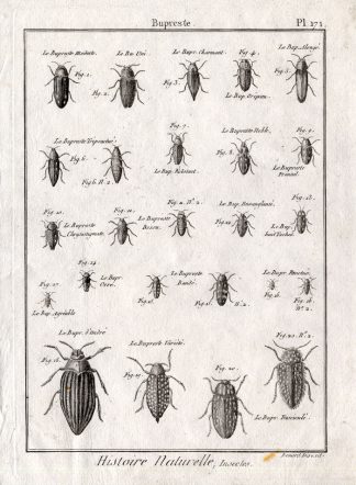 Antique Print-JEWEL BEETLES-Pl. 171-Panckoucke-1797