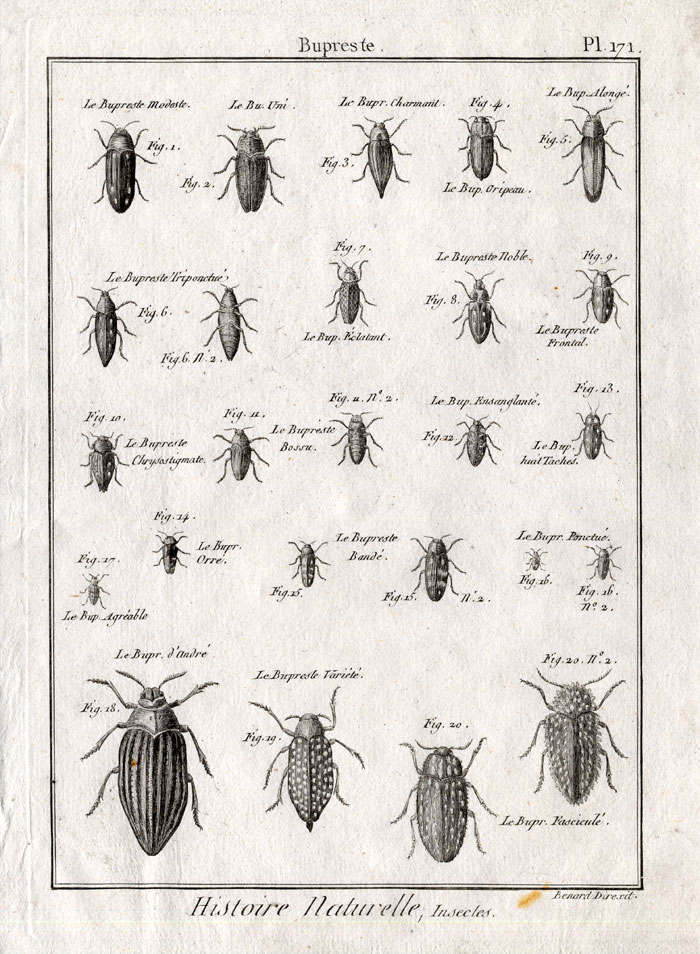 , Antique Print-JEWEL BEETLES-Pl. 171-Panckoucke-1797, Pictura Antique Prints
