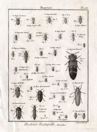 Antique Print-JEWEL BEETLES-Pl. 137-Panckoucke-1797