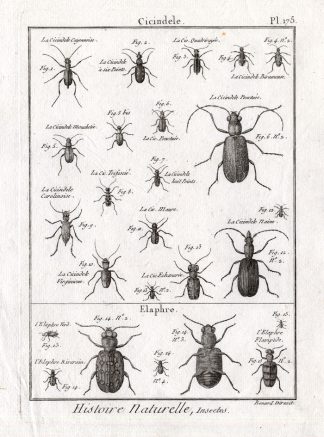 Antique Print-TIGER-GROUND-BEETLES-Panckoucke-1797