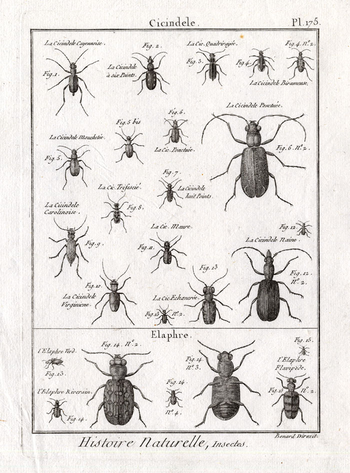 , Antique Print-TIGER-GROUND-BEETLES-Panckoucke-1797, Pictura Antique Prints