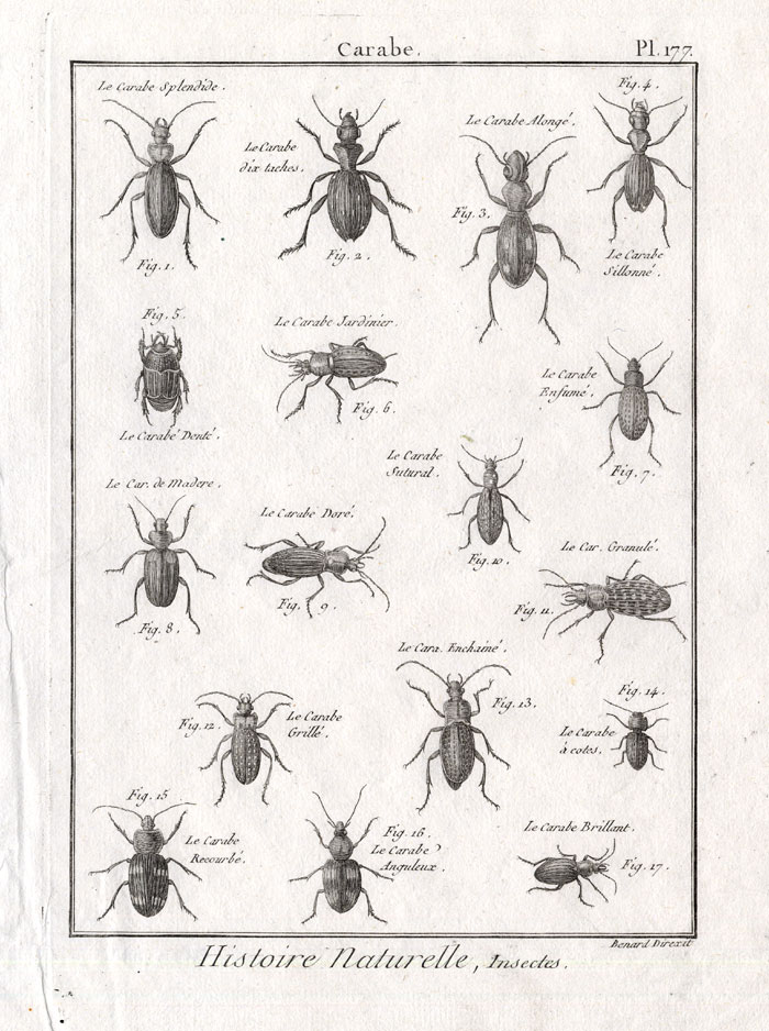 , Antique Print-CARABE-GROUND BEETLES-Pl. 177-Panckoucke-1797, Pictura Antique Prints