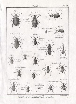 Antique Print-CARABE-GROUND BEETLES-Pl. 178-Panckoucke-1797