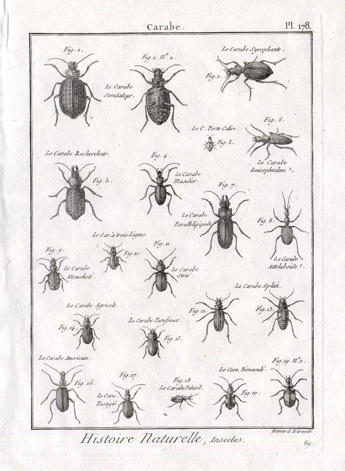 , Antique Print-CARABE-GROUND BEETLES-Pl. 178-Panckoucke-1797, Pictura Antique Prints