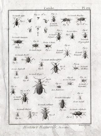 Antique Print-GROUND BEETLES-Panckoucke-1797
