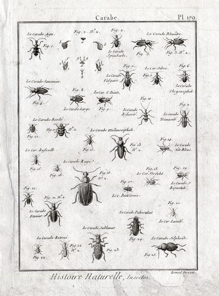 , Antique Print-GROUND BEETLES-Panckoucke-1797, Pictura Antique Prints