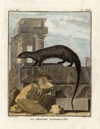 Antique Print-MONGOOSE-MANGOUSTE-MAMMAL-Buffon-1766