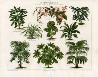 Antique Prints-LEAF PLANTS-BLATTPFLANZEN 2-RHAPIS-Meyers-1895