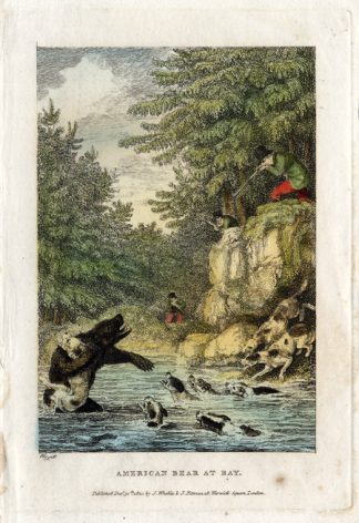 Antique Print-AMERIAN BEAR-GRIZLY HUNTING-Howitt-1799