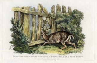Antique Print-DEER-HUNTING-Howitt-1814