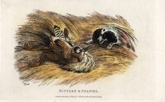 Antique Print-BITTERN-SPANIEL DOG-HUNTING-Howitt-1814
