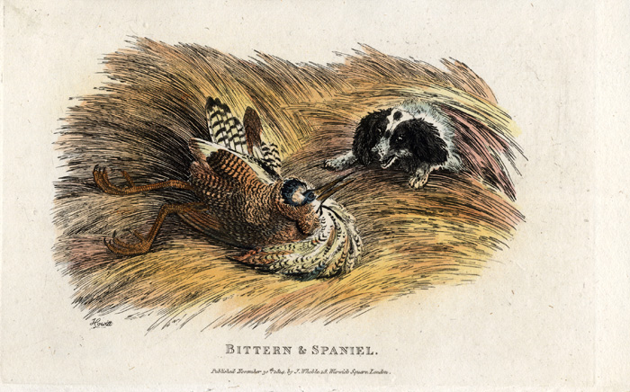 , Antique Print-BITTERN-SPANIEL DOG-HUNTING-Howitt-1814, Pictura Antique Prints