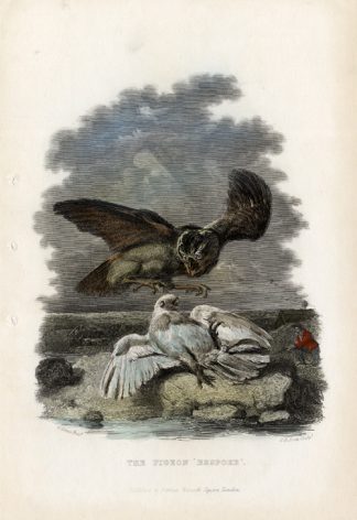Antique Print-PIGEON-HAWK HUNTING-FALCONRY-Scott-1860