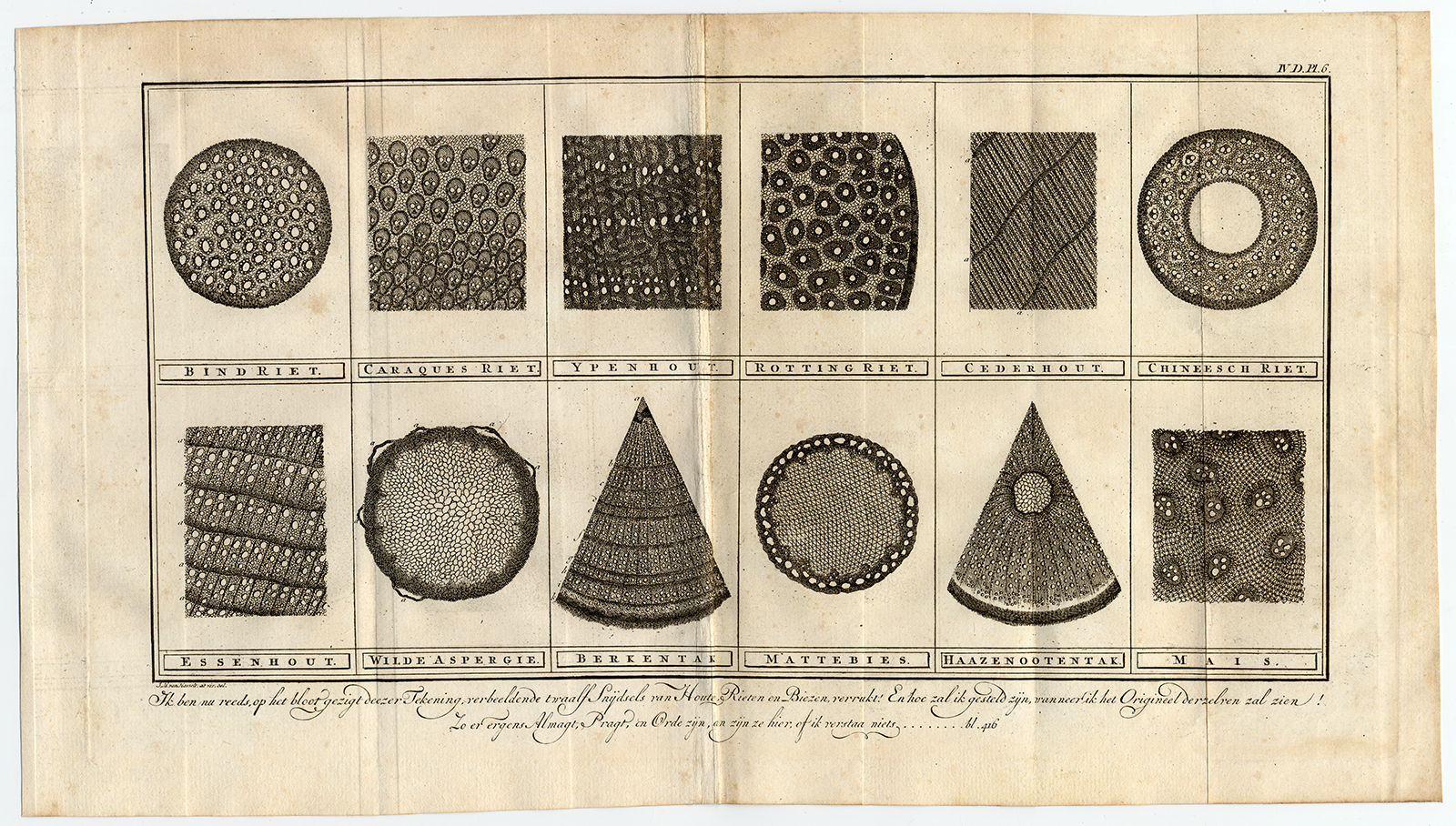 Bb07564 2 416x236 Antique Botanical Print-WOOD-REED-CROSS SECTION-Martinet-1779