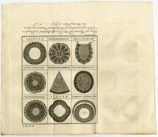 Antique Botanical Print-HAY-BRANCH-CROSS SECTION-Martinet-1779