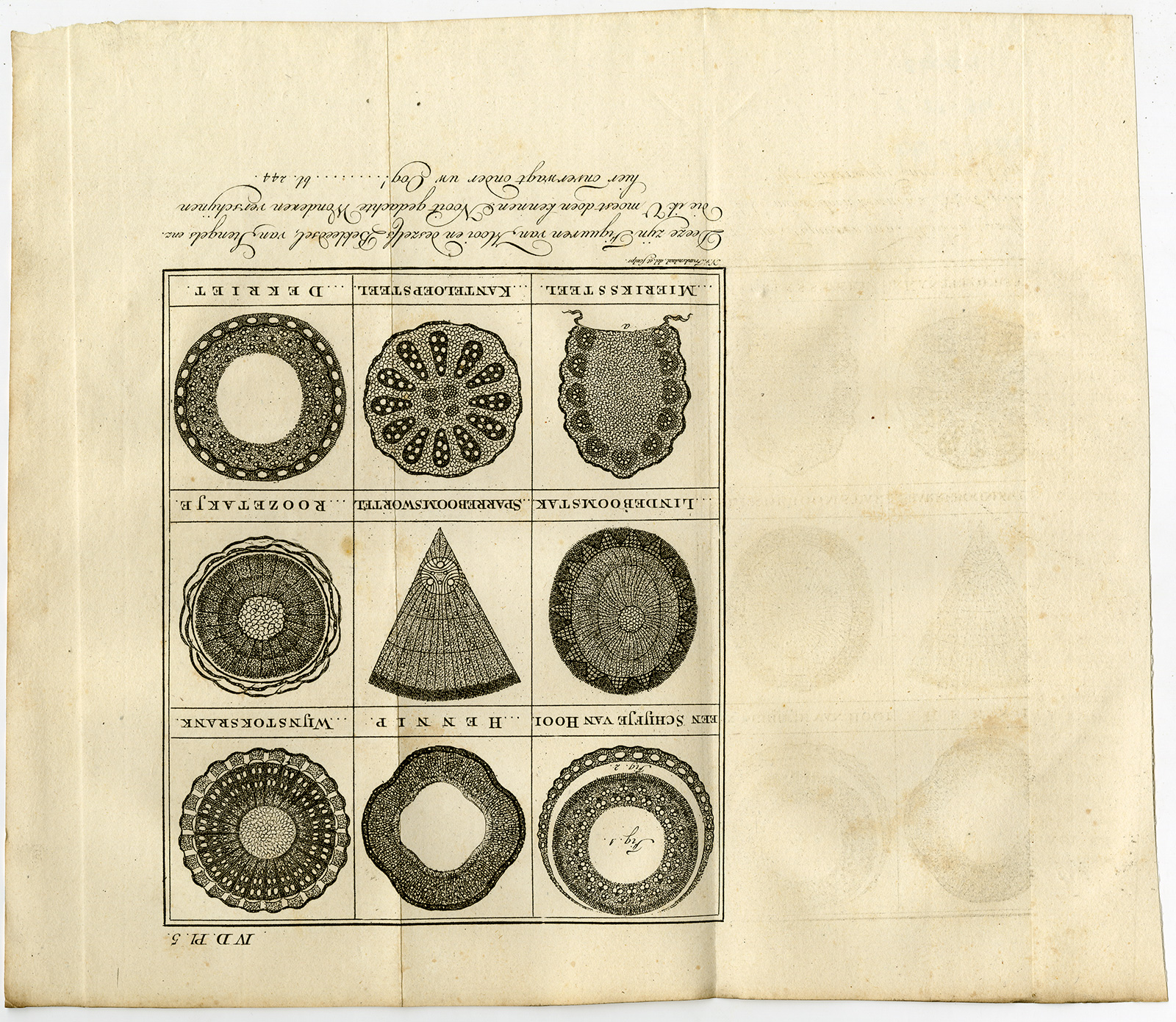 Bb07566 3 416x361 Antique Botanical Print-HAY-BRANCH-CROSS SECTION-Martinet-1779
