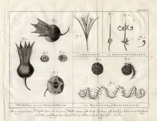 Antique Botanical Print-SEED CAPSULE-HENBANE-MEDICK-Martinet-1779
