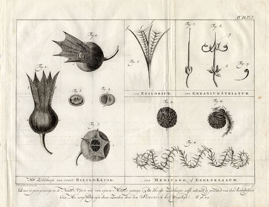 , Antique Botanical Print-SEED CAPSULE-HENBANE-MEDICK-Martinet-1779, Pictura Antique Prints