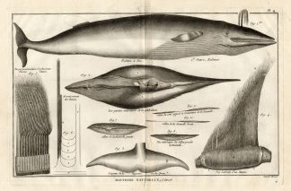 Antique Print-BEAKED WHALE-Panckoucke-1789