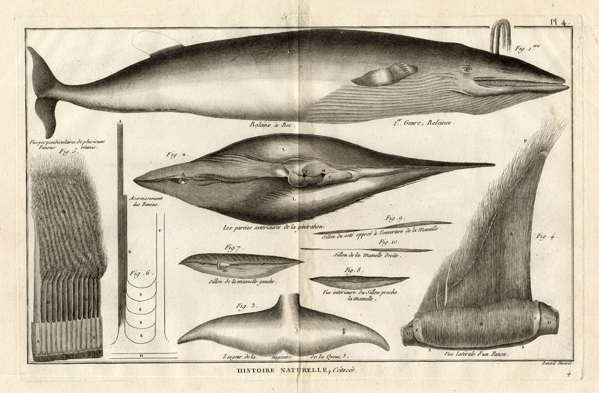 , Antique Print-BEAKED WHALE-Panckoucke-1789, Pictura Antique Prints