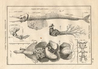 Antique Print-WHALE-ANATOMY-DOLPHIN-Panckoucke-1789