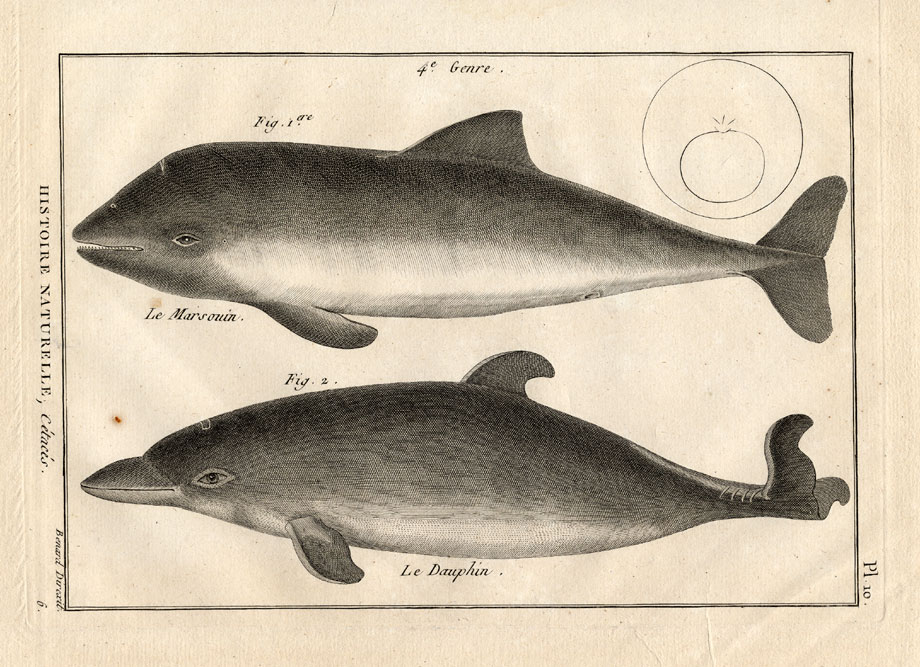 , Antique Print-HARBOUR PORPOISE-DOLPHIN-Panckoucke-1789, Pictura Antique Prints