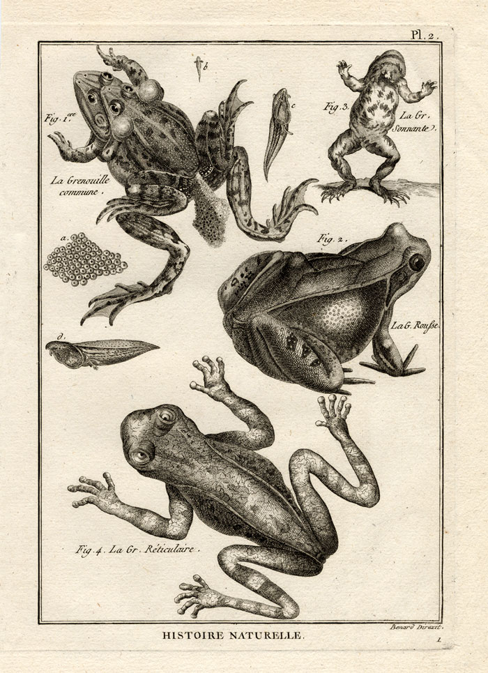 Bb07736 416x573 Antique Print-EDIBLE FROG-COMMON FROG-Panckoucke-1789