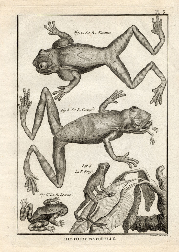 , Antique Print-FROGS-FROG-Panckoucke-1789, Pictura Antique Prints