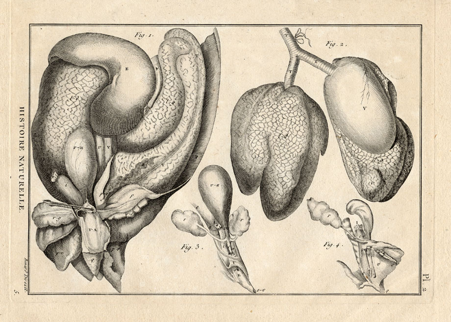 , Antique Print-ANATOMY-TURTLE-TORTOISE-Panckoucke-1789, Pictura Antique Prints