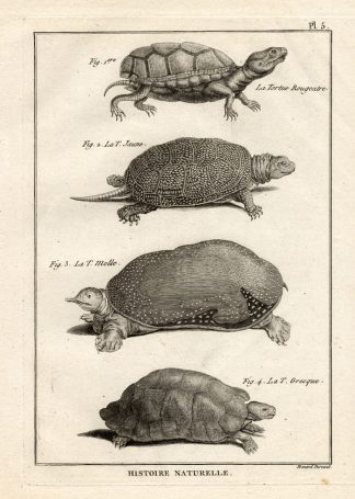 Antique Print-SPINY SOFTSHELL TURTLE-Panckoucke-1789