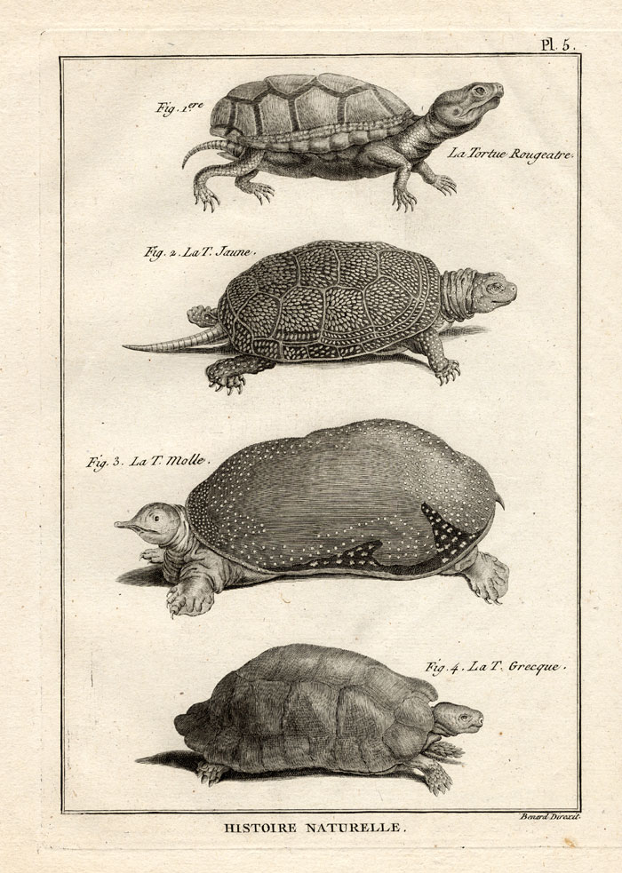 , Antique Print-SPINY SOFTSHELL TURTLE-Panckoucke-1789, Pictura Antique Prints