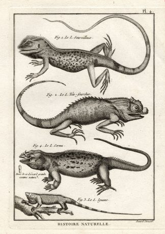 Antique Print-IGUANA-HORNED LIZARD-Panckoucke-1789