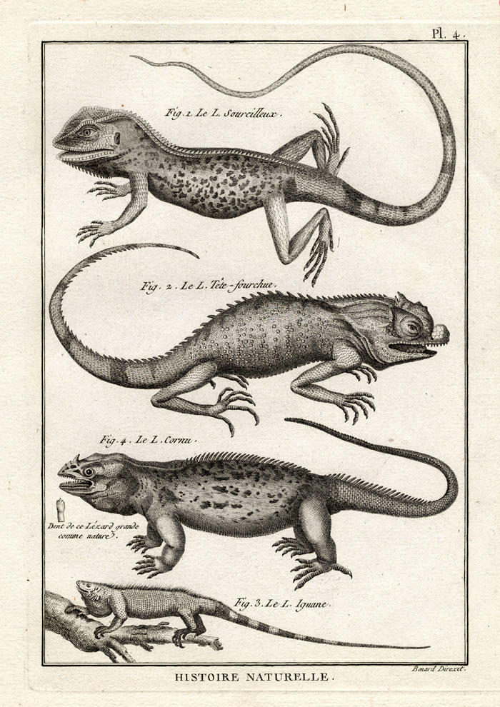, Antique Print-IGUANA-HORNED LIZARD-Panckoucke-1789, Pictura Antique Prints
