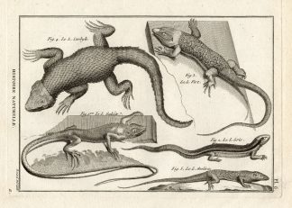 Antique Print-WESTERN GREEN LIZARD-Panckoucke-1789